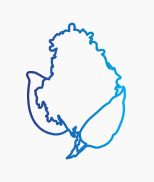lilac insurance logo for Spokane, Washington blue lilac flower